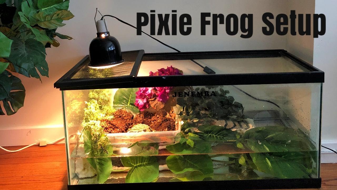 Pet Frog Terrarium  