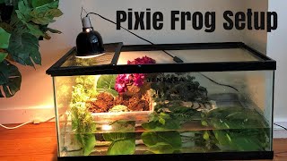 Pixie Frog Enclosure Setup