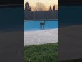 Ciervo inmóvil en la piscina vacía - SebasBayer IA Content
