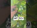 زراعة اللوز من البذرة فى المنزل زراعة اللوز من البذرة فى المنزل