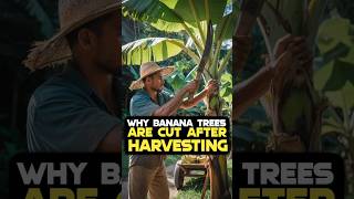 Why Banana Trees Are Cut After Harvesting by VMC Medical