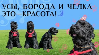 Служебные и семейные собаки / Черные русские терьеры 