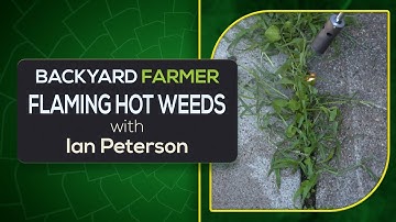 Flame Weeding: A Safe, Efficient & Fun Way to Control Weeds