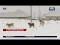 Полиция не накажет стрелявшего в собак акима