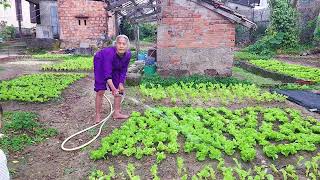 The green vegetable garden of the elderly woman, a loving video about rural life