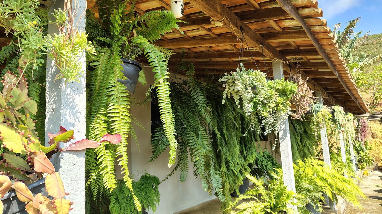 tour pelas plantas da varanda (samambaias)