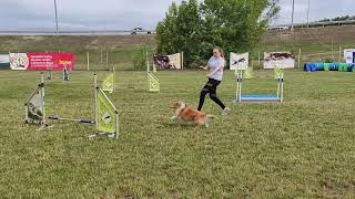 16.07 2022r Przebiegi treningowe zero by Lucy shetland sheepdog 76 views 1 year ago 2 minutes, 29 seconds