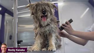 Groomer Said He s the WORST she s EVER Seen 5 Hours Later