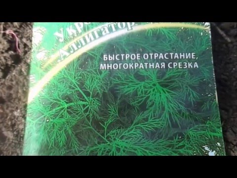 Видео: Делфиниум. Грижи, отглеждане, размножаване. Болести и вредители. Сортове. Снимка