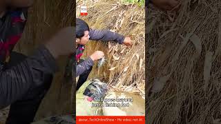SHRIMP TRAP 🦐 genius find in the wild!#fishing #skills #shorts