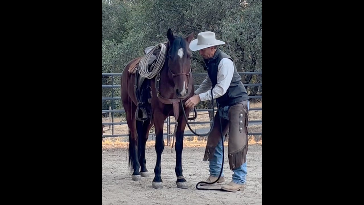 Saddling Your Horse Nicely