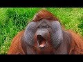Funny Apes Worldwide 😂 | Wild Animal Clips