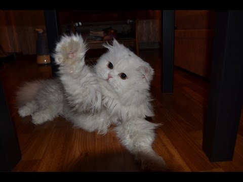 Эксклюзив! Стрижка персидского кота от начала и до конца. Эксклюзив! Стрижка персидского кота от начала и до конца.