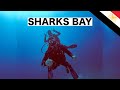 Scuba Diving in Skarks Bay | Sharm El Sheikh 🇪🇬