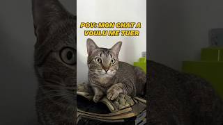 Mon chat a voulu me tuer !