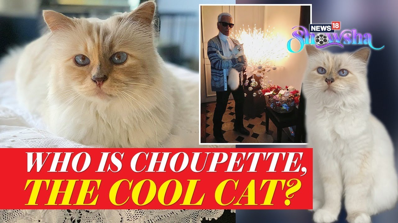 Who Is Choupette? Here's Everything You Need To Know About Karl Lagerfeld's  Impossibly Chic Cat 