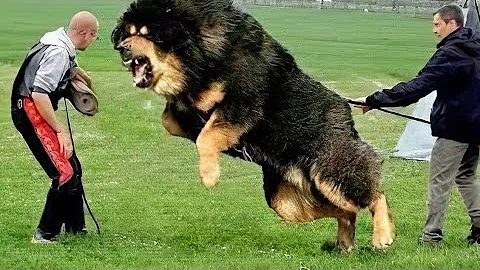 10 Most Powerful Dogs in the World - DayDayNews