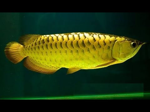 150 000 Gold Arowana Youtube