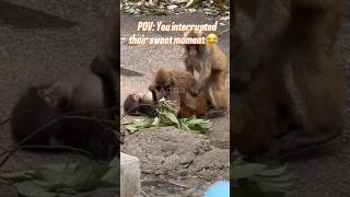 Punch wasn’t expecting that kiss 😭 #babypunch #monkey #punchkun #punchthemonkey #viralmonkey #love