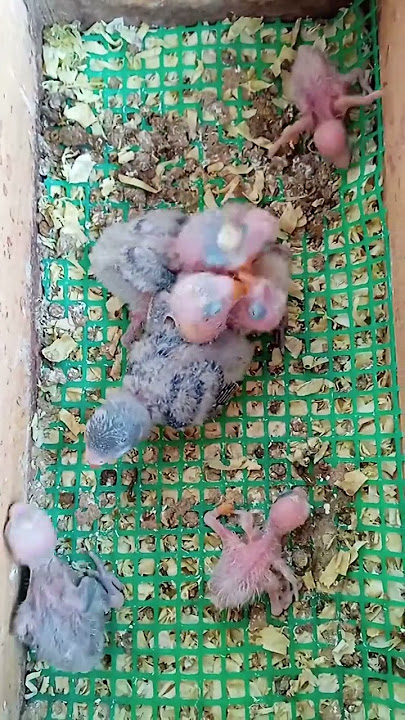 SUARA LOVEBIRD BABY MINTA MAKAN #shorts