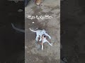 خناقة صعبة بين ٤ جراوي  جراوي جرو كيوت    