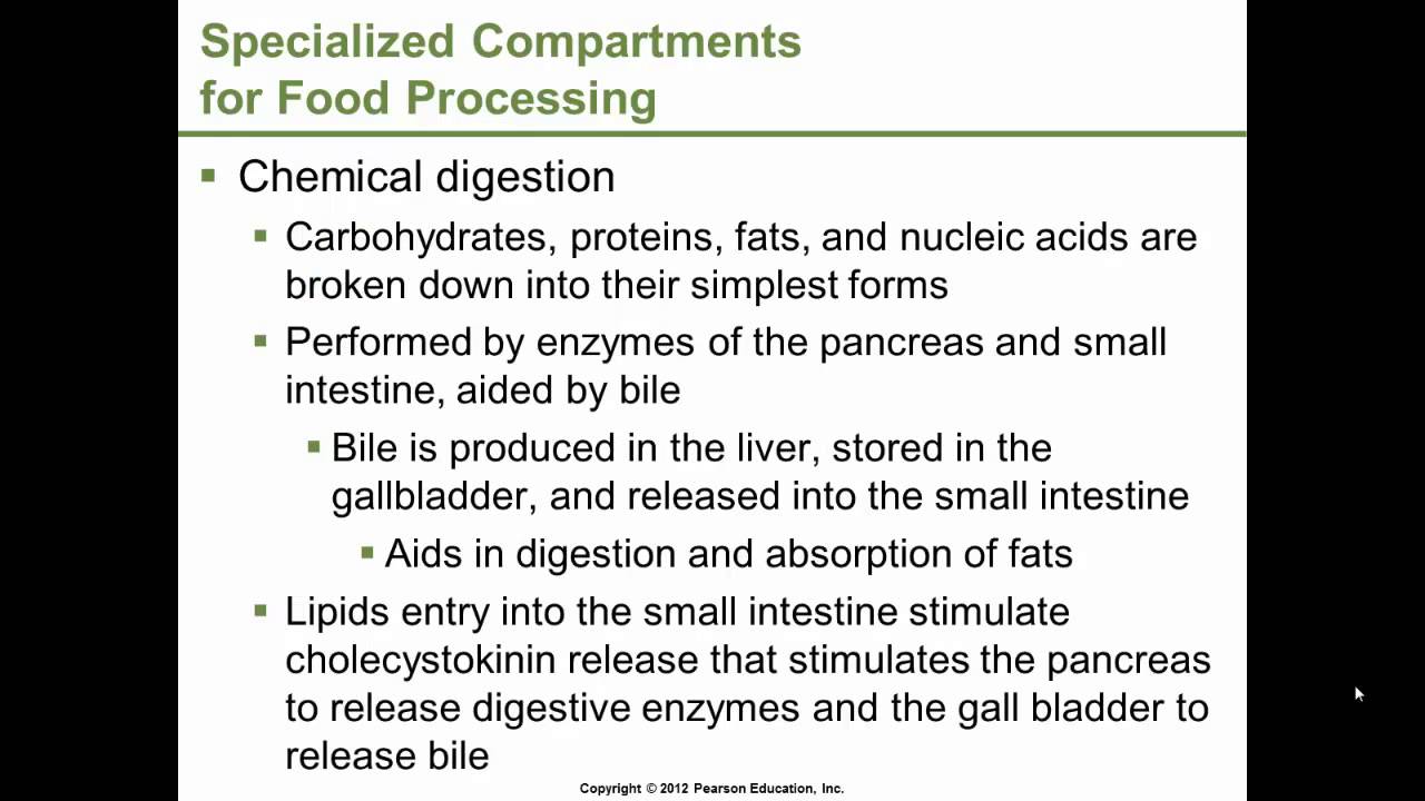 Dr. Gossett - BSC 1309 /1409, Chapter 15 pt. 2 of 3 The Digestive System