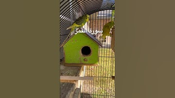 #سورة_القمر #قرآن #المنشاوي #مصر #القيامة #الساعة #اكسبلور #العراق #طيور #البادجي #quran #birds #us