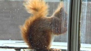 Red squirrel feeding at Grasmere.AVI