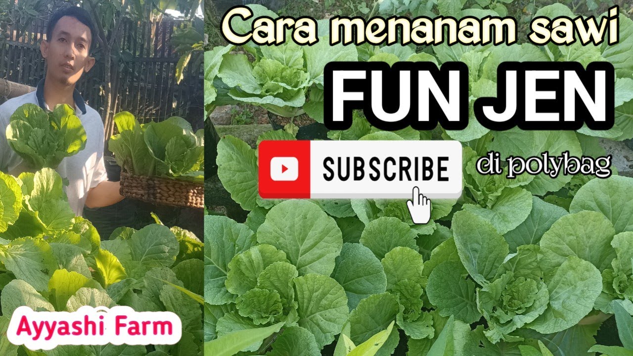 Cara menanam sawi Fun jen di polybag dari biji sampai panen - YouTube