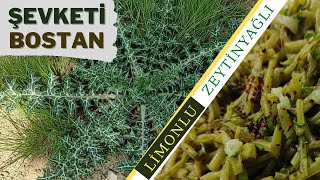 Edible Wild Herbs / ŞEVKETİ BOSTAN OTTU / How to Make Lemon Kenger Grass Salad