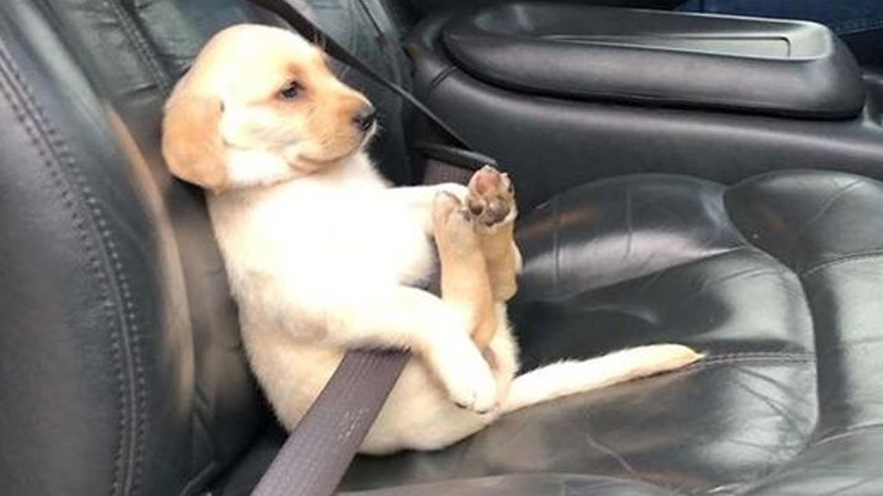 ⁣If These Funny Dogs and Cats Videos Don't Make You Smile, Nothing Will