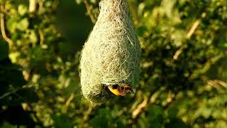Amazing Beautiful Birds of The World | birds nest - Nature Wildlife 4K