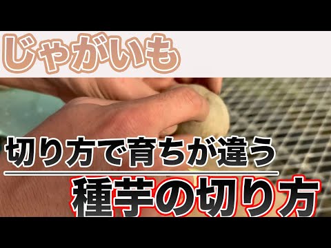 Potato] How to double or triple the number of seeds - YouTube
