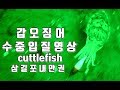 갑오징어낚시 수중입질영상   cuttlefish underwater shooting