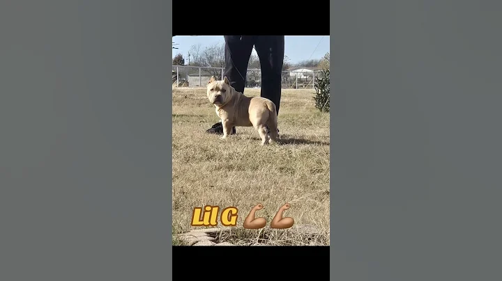 Next Up Next Level Champion American Bully Lil G #americanbully #abkc #foryou #viral #pocketbullies