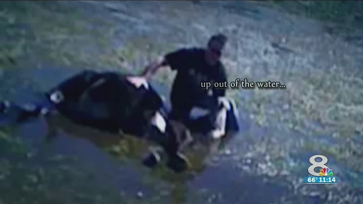 Pregnant cow stuck in pond when crews rescue her