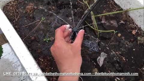 Lắp đặt hệ thống tưới nhỏ giọt phun nước 8 tia tự động hẹn giờ máy bơm tưới rau cây cảnh sân thượng