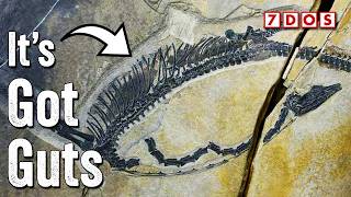A Fossil From Before the Dinosaurs Has Been Found With Internal Organs Preserved screenshot 4