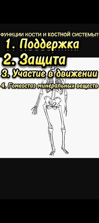 Основной функции костной системы - YouTube