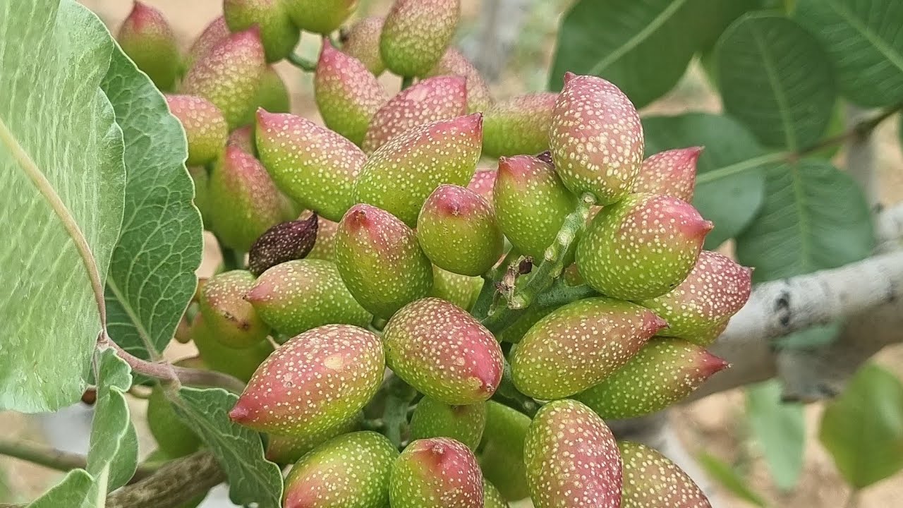 21 Mayıs 2025 ANTEPFISTIĞINDA MEYVE İÇ DOLUMU DONEMİ VE HAZİRAN DOKUMLERİ!!!