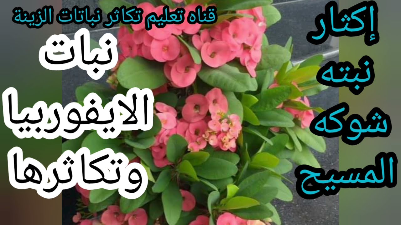 اسرار نجاح إكثار صبار الايفوربيا في الصيف،شوكه المسيح وتكاثرها