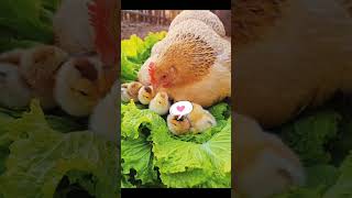 Affectionate Chicken 🐣