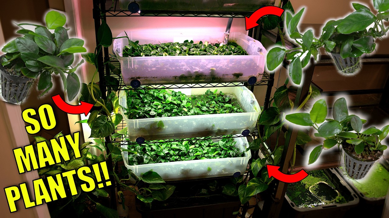 This ONE Change Caused MASSIVE Aquarium Plant Growth!