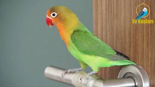 Cennet papağanı ötüşü | Cennet papağanı sesleri | LoveBird singing Resimi