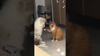 #Meteorite Border Collie #Devwen Rex cat #cute #viral #youtubeshorts #kitten #puppy