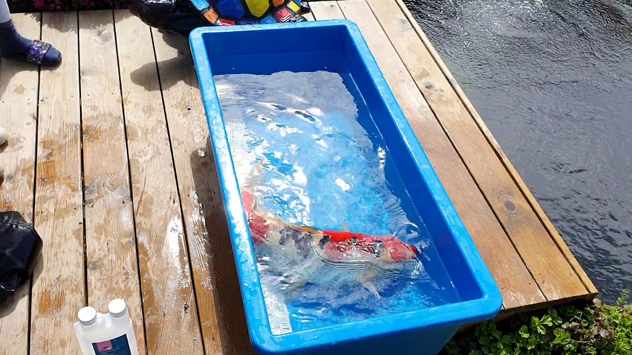 Pipo 1 mei 2020 65cm