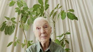 Famous Dr. Jane Goodall's Message to MOR Members Wealth