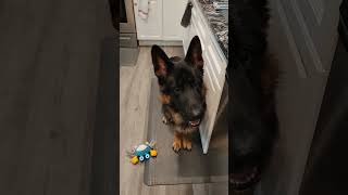 he was so unimpressed! #puppy #dog #germanshepherd #puppyface #cutepet #cutepuppy