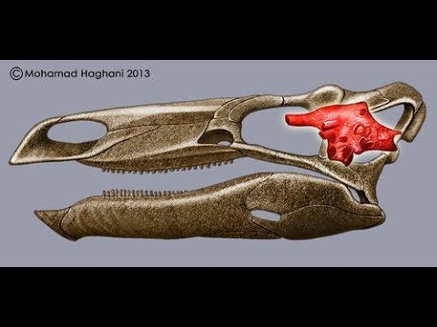 How Smart Were Dinosaurs?