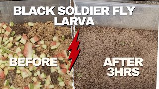 Start Your Own BSF Farm on a Budget: The Ultimate Guide to Larvae/maggot farm Episode....01